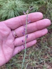 Pennellia longifolia