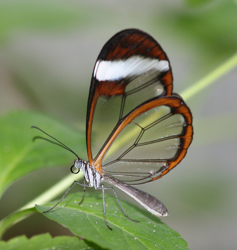 Glasswing Butterflies