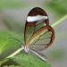 Mariposas Alas de Cristal - Photo (c) Sandy Rae, algunos derechos reservados (CC BY)