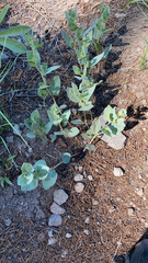 Koenigia davisiae