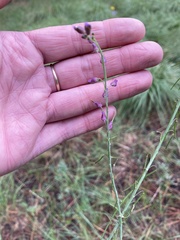 Pennellia longifolia