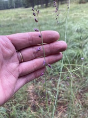 Pennellia longifolia