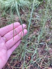 Pennellia longifolia