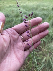 Pennellia longifolia