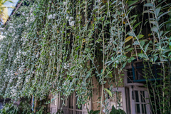 Tarlmounia elliptica