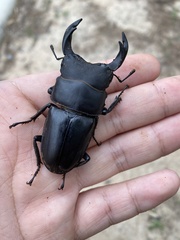 Dorcus hopei hopei