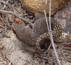Pachydactylus geitje