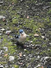 Fringilla coelebs moreletti