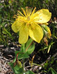 Hypericum richeri burseri