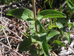 Hypericum richeri burseri