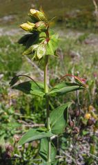 Hypericum richeri burseri