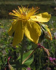 Hypericum richeri burseri