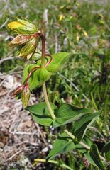 Hypericum richeri burseri