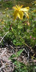 Hypericum richeri burseri