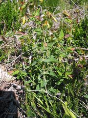 Hypericum richeri burseri
