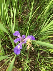 Iris giganticaerulea