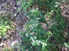 Eupatorium sessilifolium