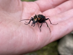 Carabus lineatus lateralis
