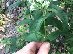 Eupatorium sessilifolium