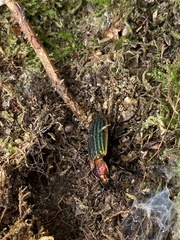 Carabus lineatus lateralis