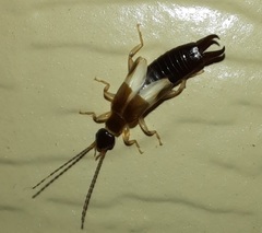 Euborellia cincticollis