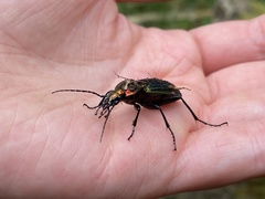 Carabus lineatus lateralis