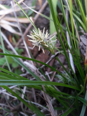 Carex globosa