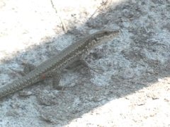 Podarcis muralis