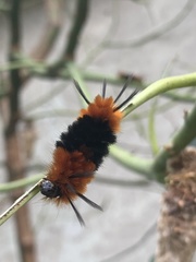 Turuptiana obliqua