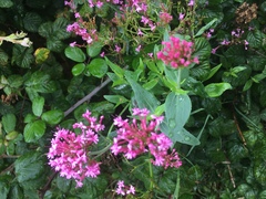Centranthus ruber