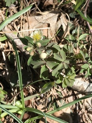 Isopyrum thalictroides