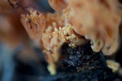 Ramaria capitata ochraceosalmonicolor