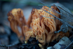 Ramaria capitata ochraceosalmonicolor