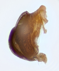 Lasioglossum transitorium