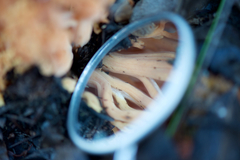 Ramaria capitata ochraceosalmonicolor