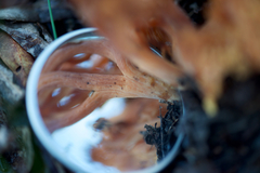 Ramaria capitata ochraceosalmonicolor