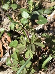 Isopyrum thalictroides