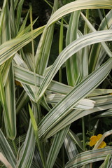 Phalaris arundinacea picta