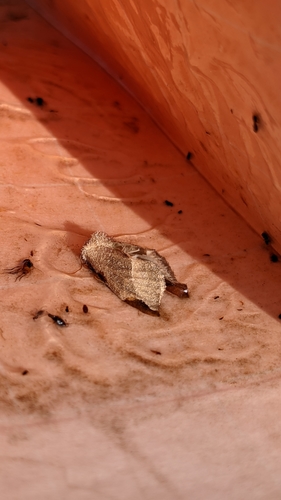 Frothy Moth