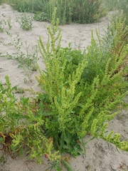 Rumex stenophyllus