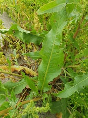 Rumex stenophyllus