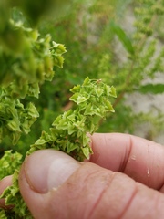 Rumex stenophyllus