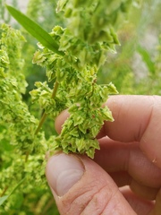 Rumex stenophyllus