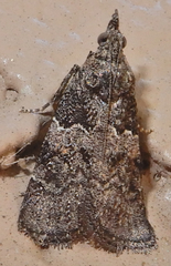 Satole ligniperdalis