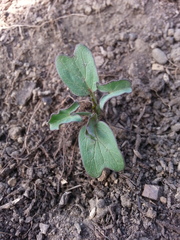Calystegia purpurata