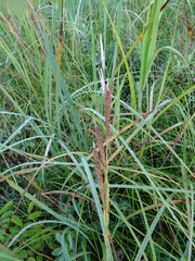 Carex recta