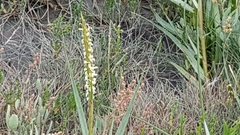 Sporobolus anglicus