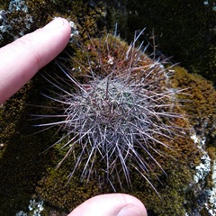 Mammillaria discolor