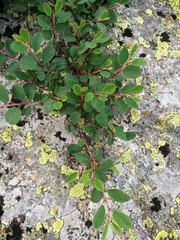 Cotoneaster uniflorus