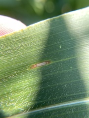 Cercospora zeae-maydis